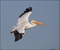_5SB5460 american white pelican